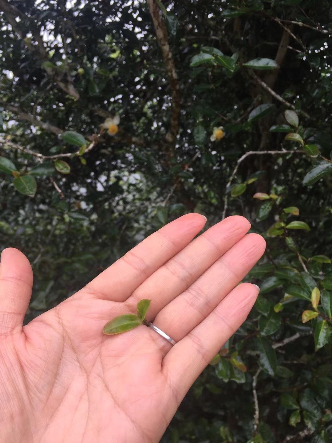 2022年倚邦貓耳朵古樹春茶價格？