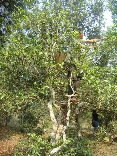 2022年蠻磚古樹春茶價格？