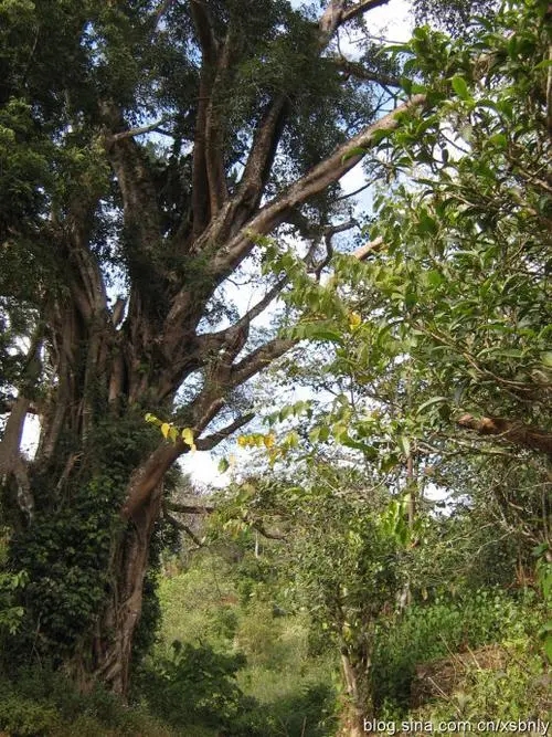 2022年蠻磚古樹(shù)春茶多少錢(qián)一公斤？