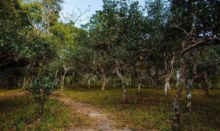 2022年桃子寨古樹(shù)春茶價(jià)格？