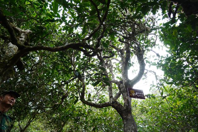 2022年桃子寨古樹春茶多少錢一公斤？