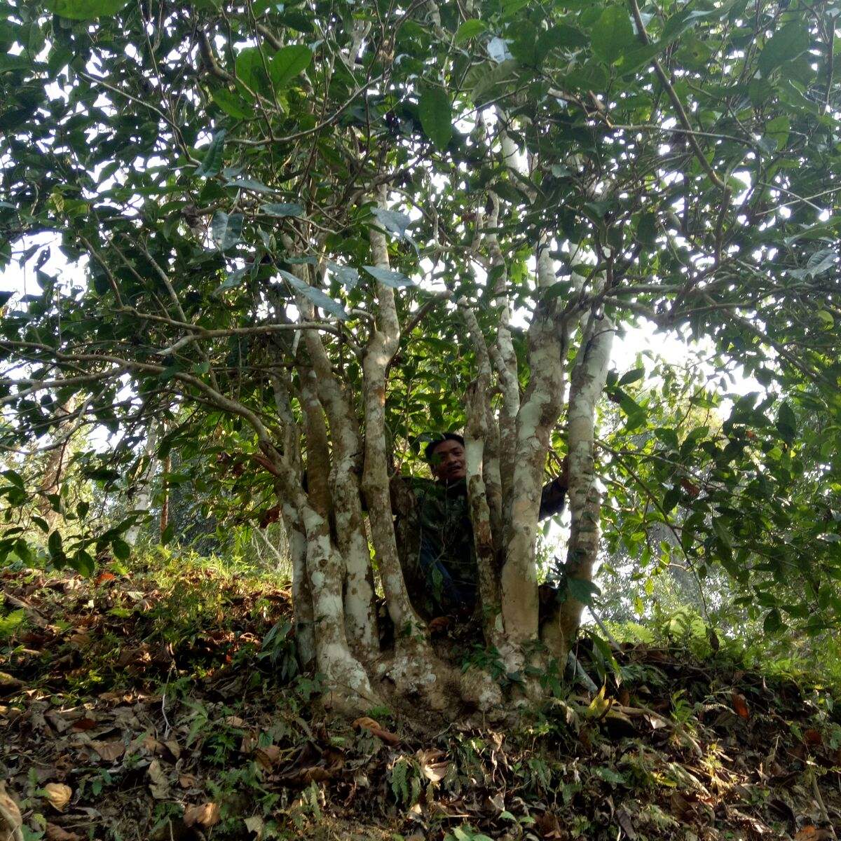 2022年蠻磚瓦龍古樹(shù)春茶特點(diǎn)?