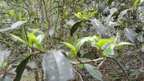 2022年蠻磚瓦龍古樹(shù)春茶口感！