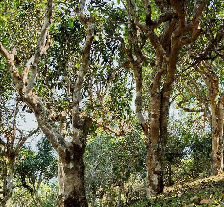 2022年蠻磚瓦龍古樹春茶價格？