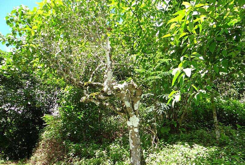 2022蠻磚瓦龍古樹春茶被遺忘的蠻磚瓦竜寨,與世隔絕民風淳樸