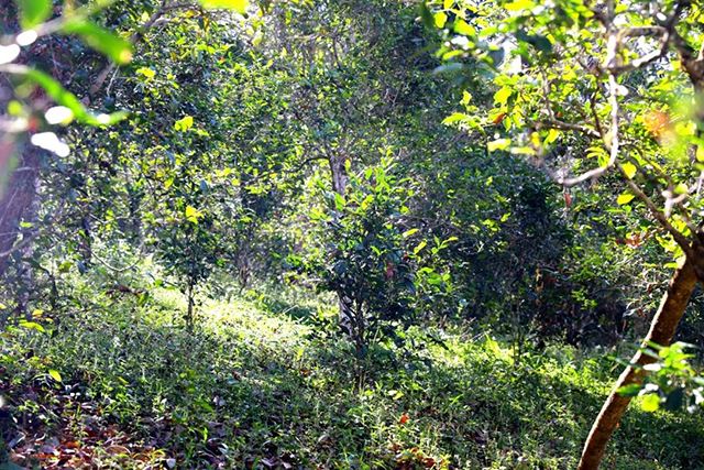 2022年革登古樹(shù)春茶價(jià)格？