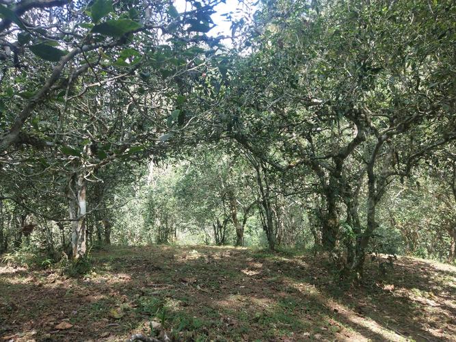 2022年革登古樹(shù)春茶多少一公斤？