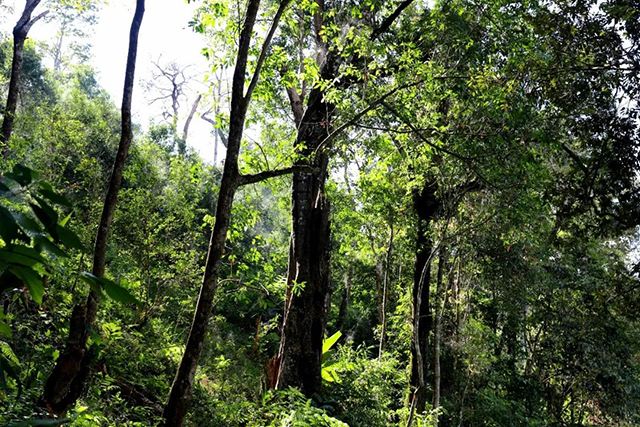 2022年革登古樹(shù)春茶，可飲可藏的絕佳茶品