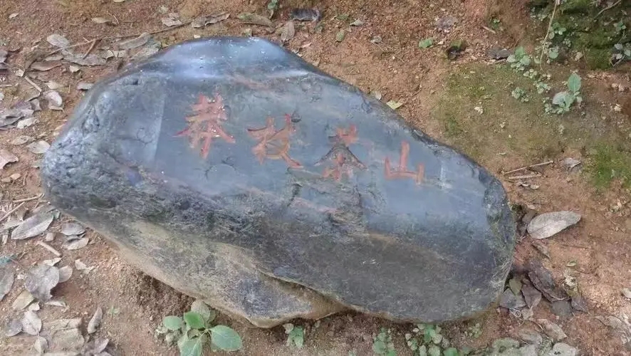 2022年莽枝古樹(shù)春茶特點(diǎn)？