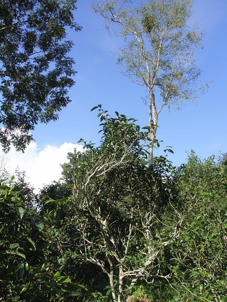 2022年莽枝古樹(shù)春茶口感？