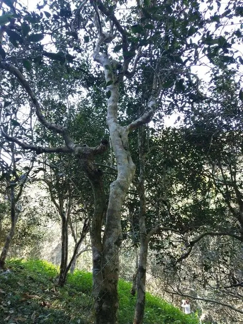 2022年莽枝古樹(shù)春茶香甜柔美“女兒茶”