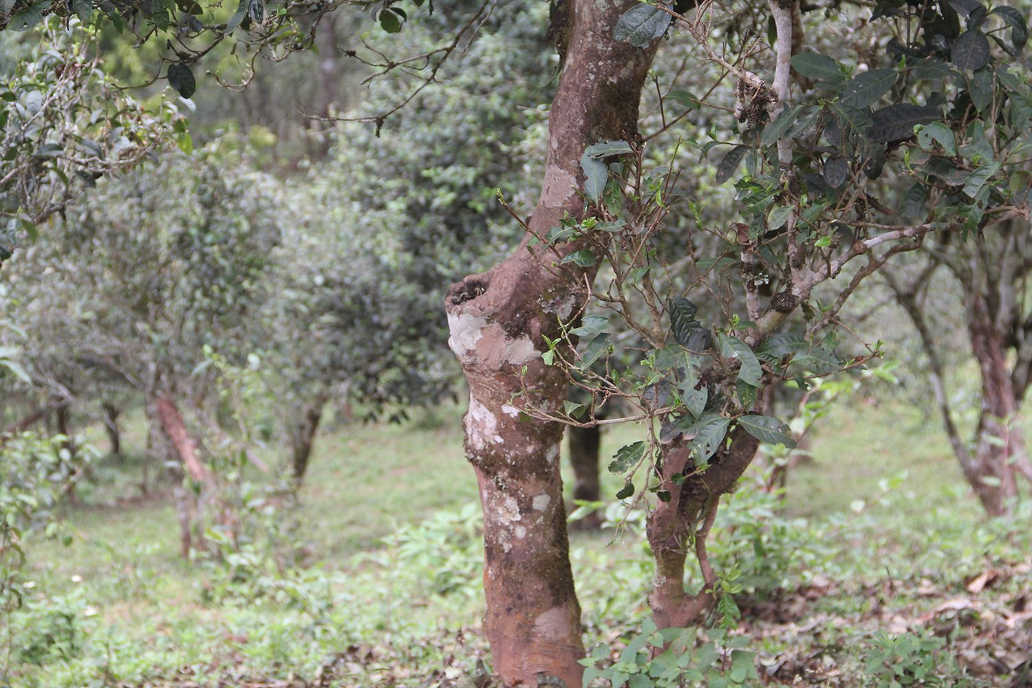 2022年莽枝古樹(shù)春茶價(jià)格？