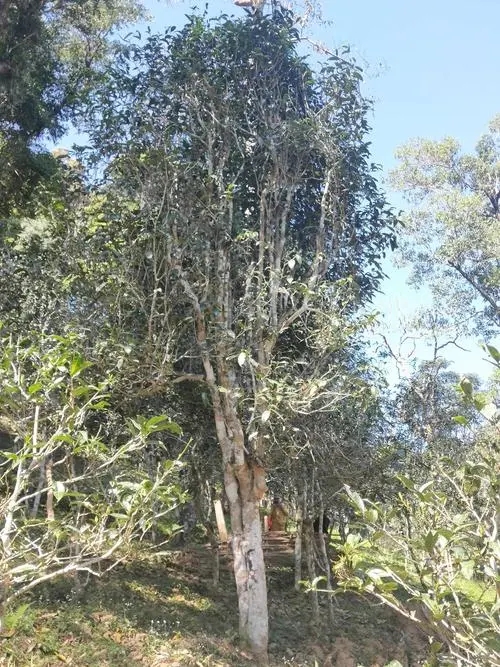 2022年莽枝古樹(shù)春茶多少錢(qián)一公斤？