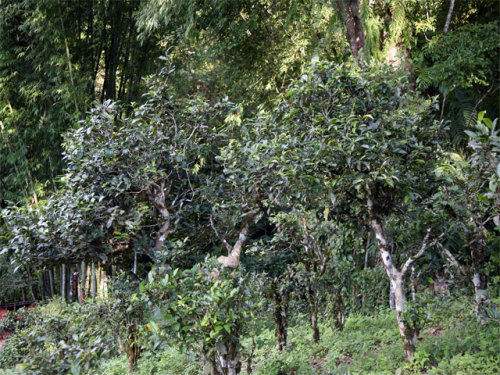 2022年攸樂(lè)古樹(shù)春茶特點(diǎn)？