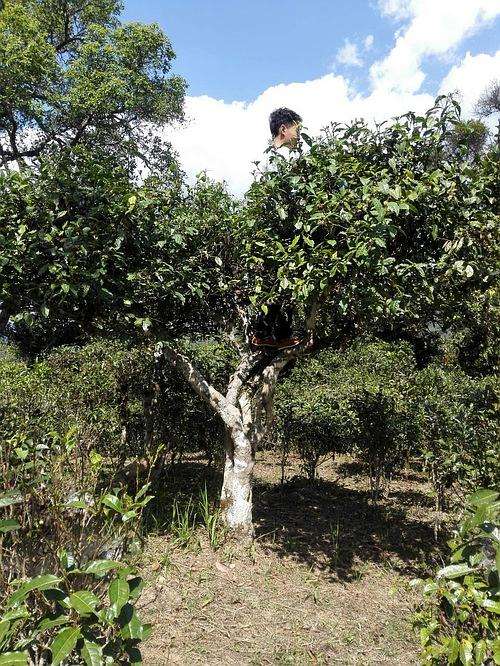 2022年攸樂(lè)古樹(shù)春茶多少錢(qián)一公斤？