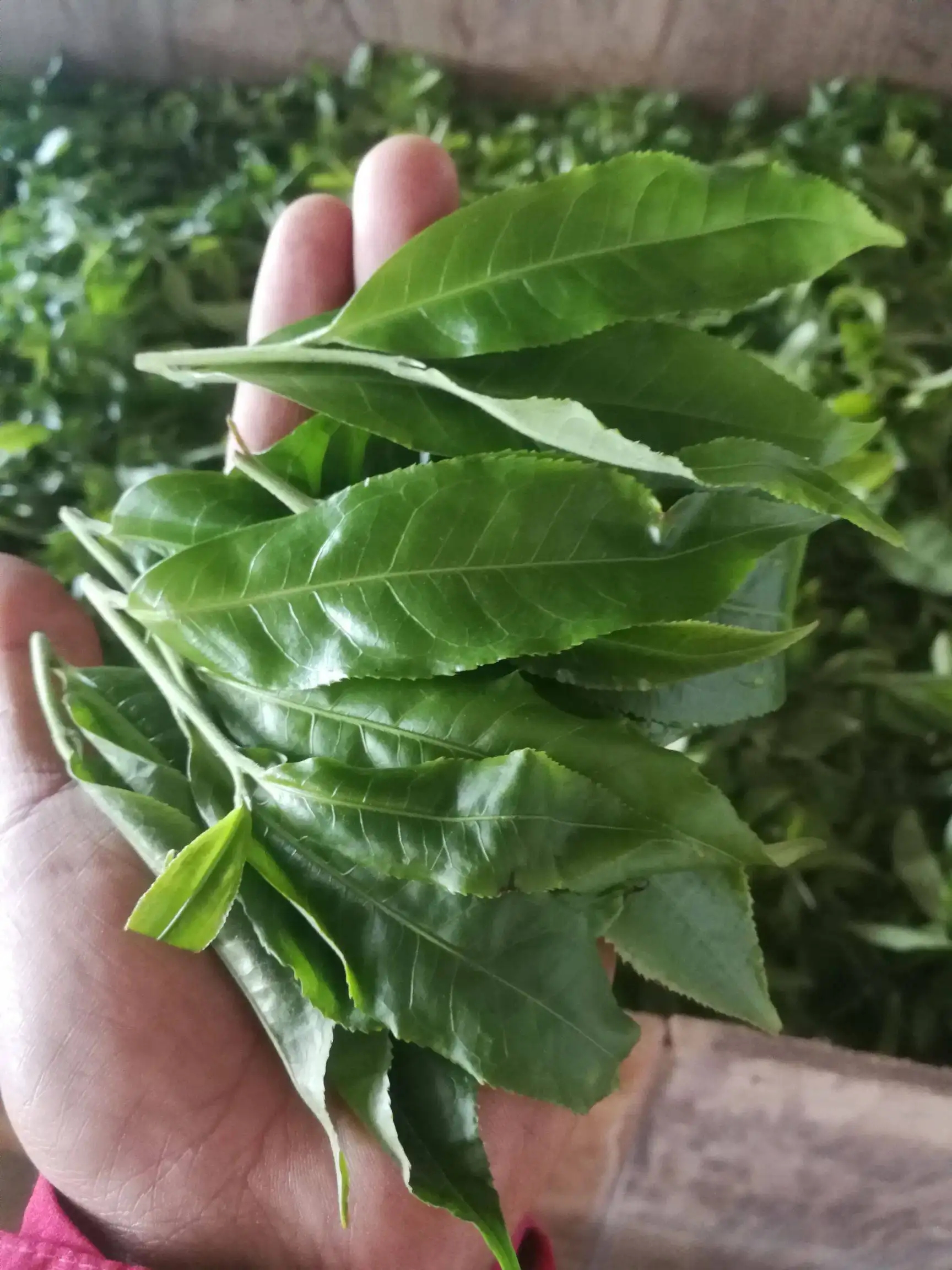 2022年易武曼秀古樹(shù)春茶價(jià)格？