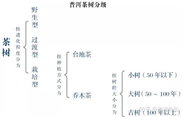2022年按順序排列普洱茶樹等級 怎么分？