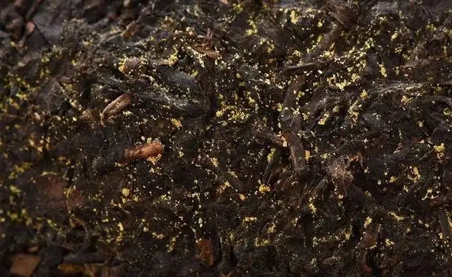 普洱茶的金花怎么鑒別？