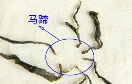 馬蹄竟然還能喝？普洱茶里的馬蹄你有了解過嗎？