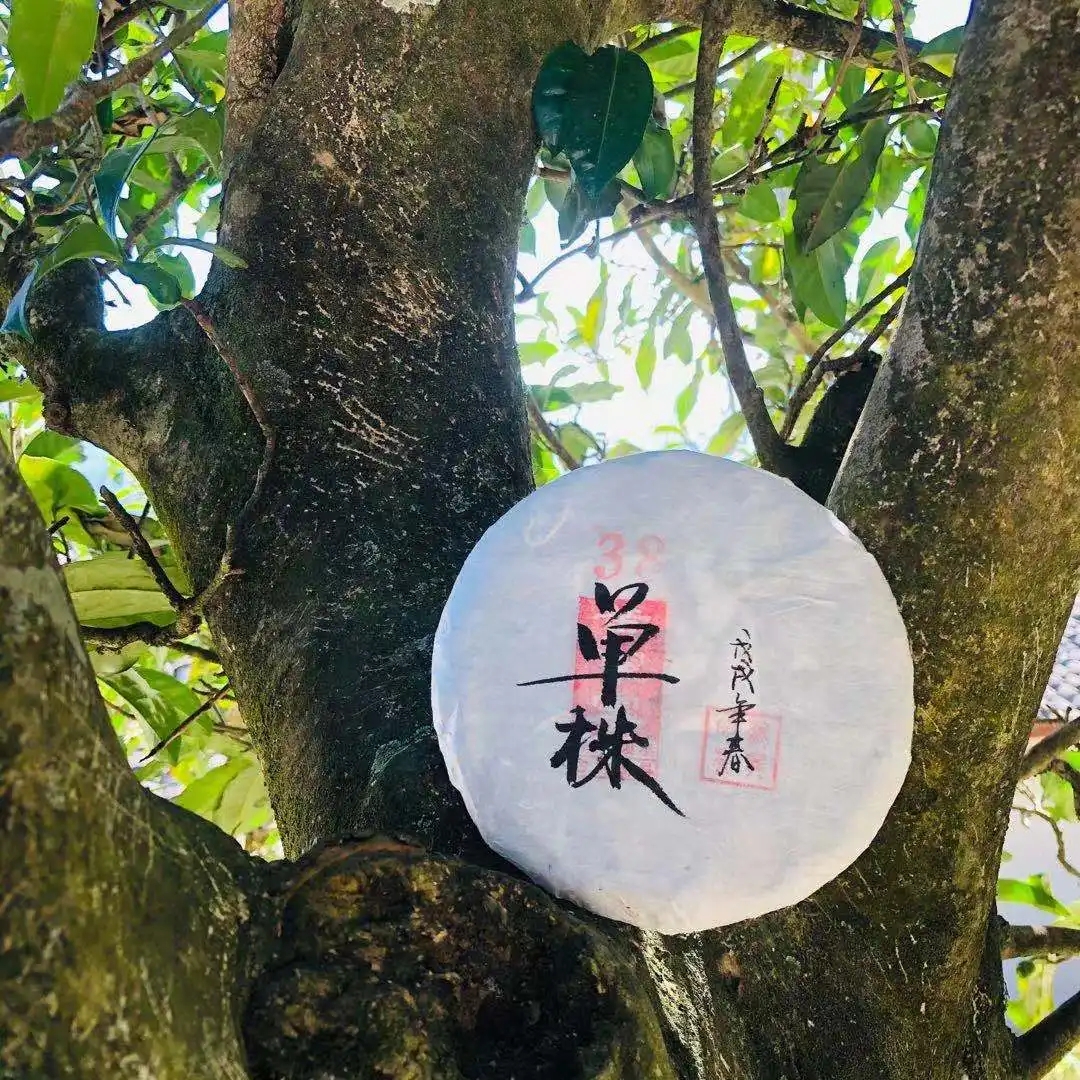 普洱茶單株是什么，好在哪里？