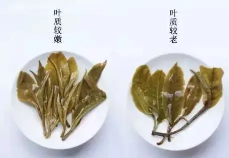 生普？熟普？如何挑選一款普洱茶？