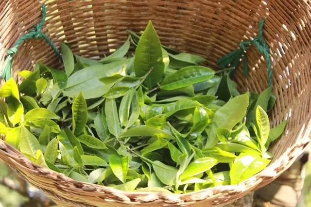 普洱茶3大核心產(chǎn)區(qū)，請好好收藏！