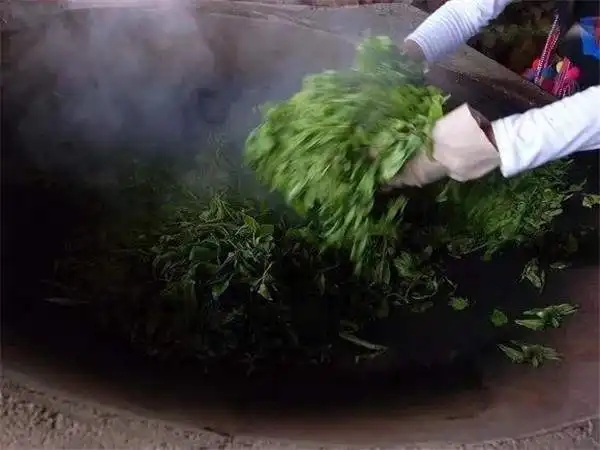 普洱茶為什么要殺青？