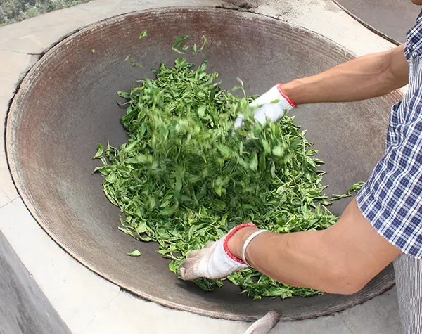 “殺青”是如何影響普洱茶品質的？
