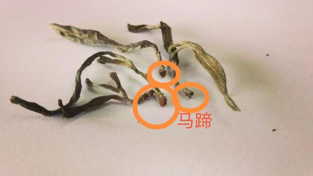 “馬蹄梗”多少跟季節(jié)有關(guān)系？