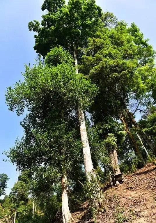 普洱茶概念中的“國有林”、“高桿古樹”是怎么樣的存在？