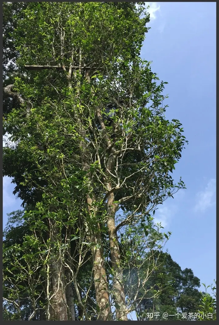 高桿古樹做成的普洱茶，憑什么紅遍大江南北？