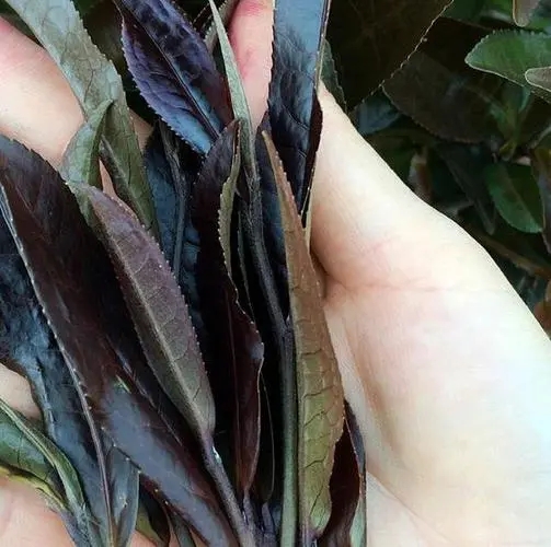 普洱茶中有一種叫“紫芽茶”的是怎么回事？