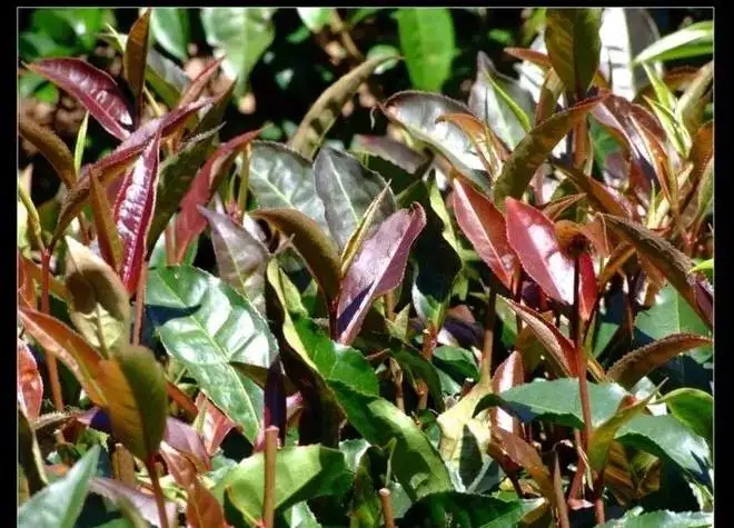 紫芽普洱茶真的都很珍貴嗎？這篇文章說到你心坎上了