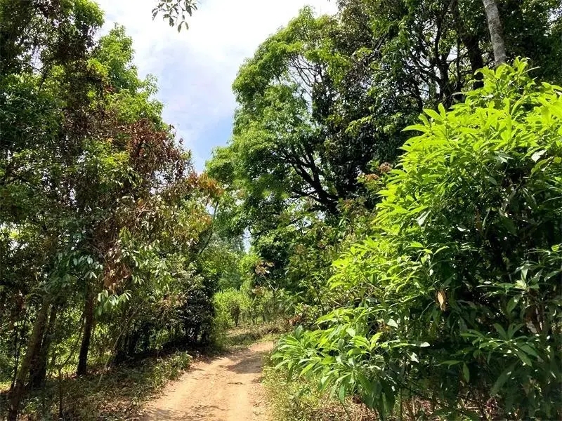 茶山紀實:犀牛塘,最近能火是有原因的