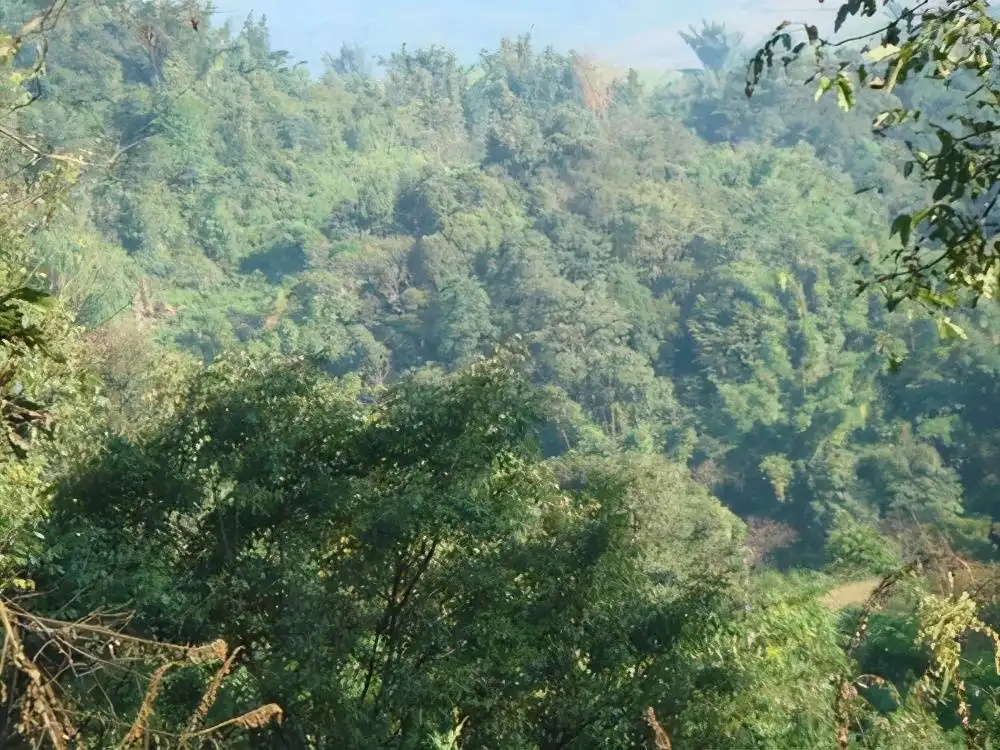 茶山紀實：再進犀牛塘，不一樣的感覺；菁瑤可以預見的豐收年