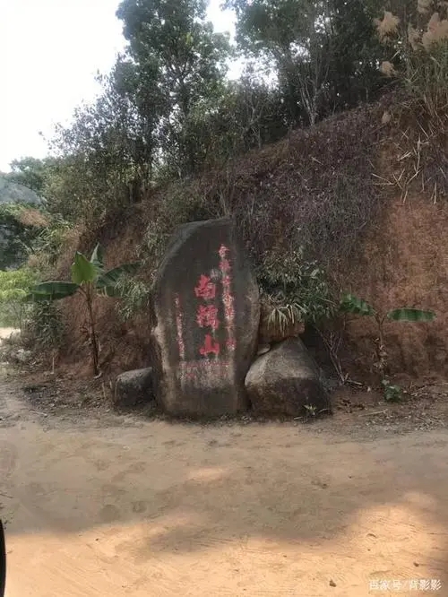 古茶第一村”，你見過這樣的茶樹嗎？