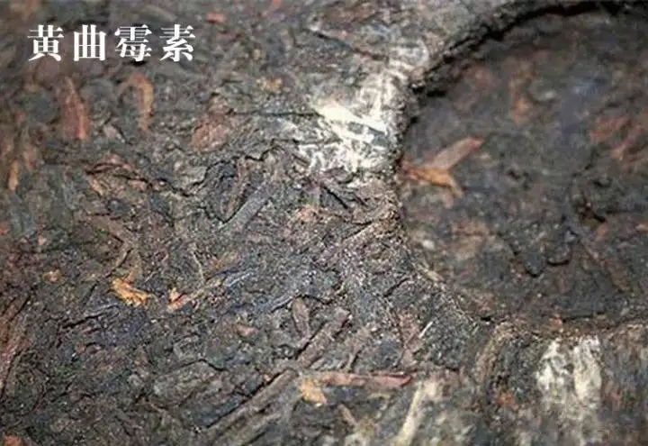 普洱茶有黃曲霉毒素，喝了會致癌？不黑不吹，咱用事實說話