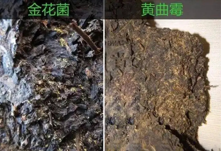 從普洱茶致癌論說(shuō)開(kāi)，再談普洱茶與黃曲霉毒素的關(guān)系。