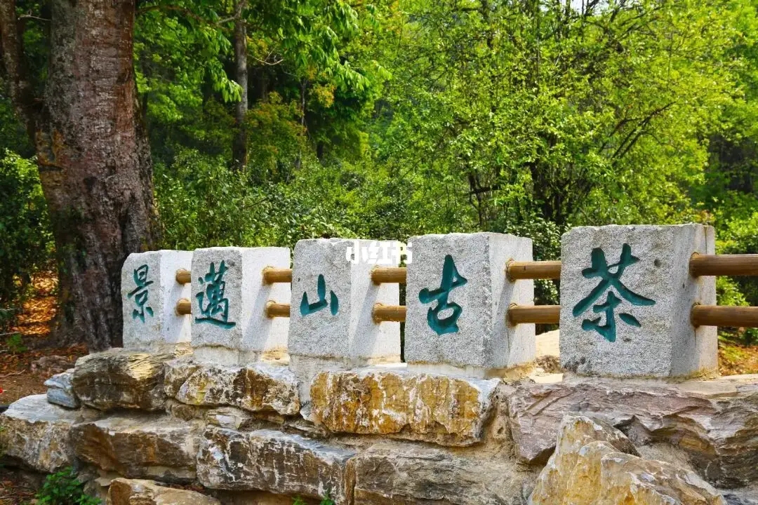 普洱茶的年份：新茶、老茶、中期茶、印級茶、古董茶