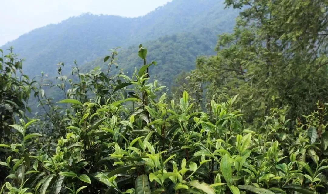 古樹茶的價值和意義在哪里？