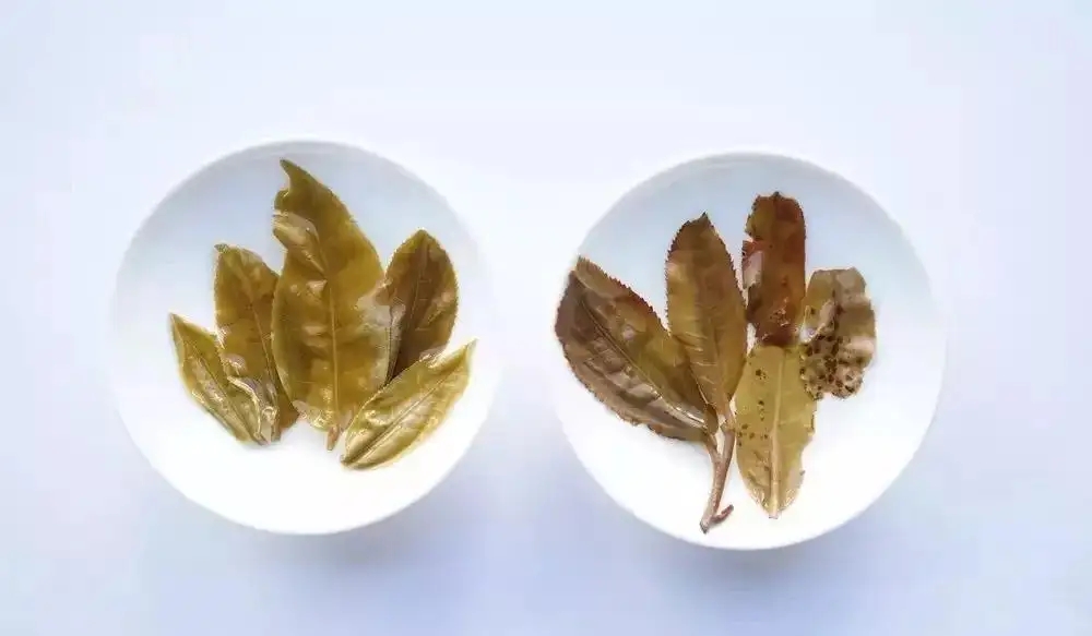 普洱茶的九種山寨版本，喜歡普洱茶的一定要看