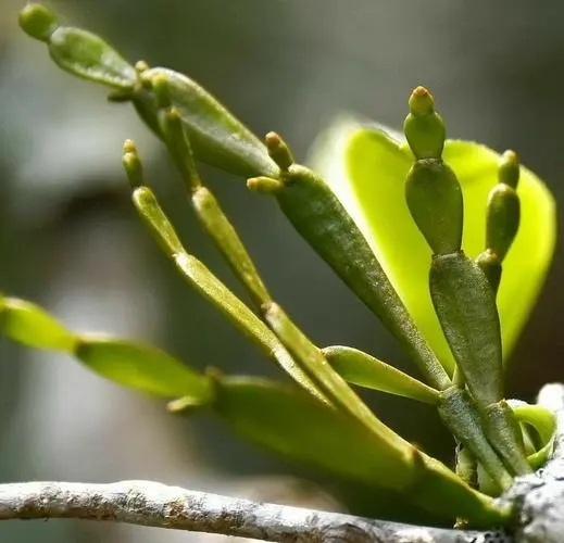 “螃蟹腳”是什么？