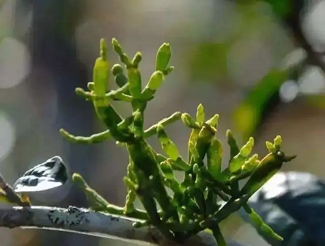 一節(jié)螃蟹腳，勝過冬蟲和夏草