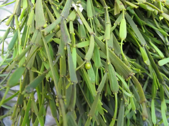 普洱茶中的“螃蟹腳”，到底是什么？如何辨別？