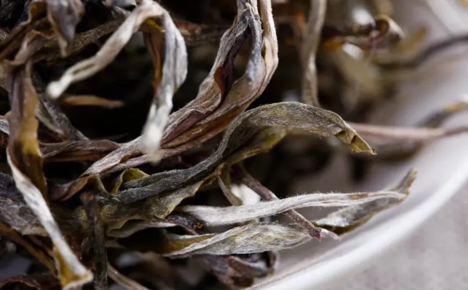 普洱茶樹生長(zhǎng)的海拔越高，品質(zhì)就越好嗎？