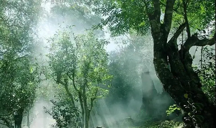 獨(dú)有神韻的瀾滄景邁古樹茶！