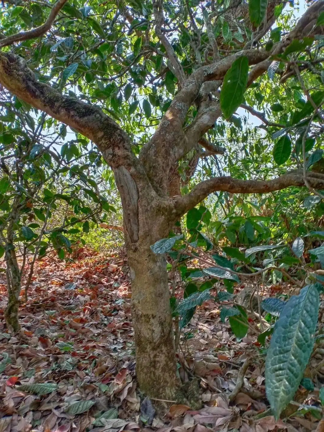 一山一韻，普洱茶的山韻