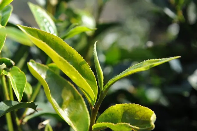 普洱茶“山野氣韻”如何形成？