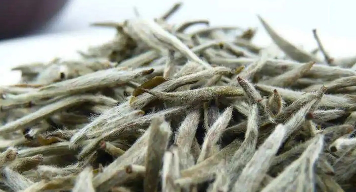 茶毫越多的茶，品質(zhì)就越高嗎？
