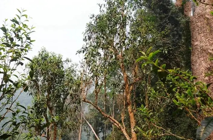易武白茶園 | 量少珍稀古樹(shù)茶、易武茶中的佼佼者~香揚(yáng)水柔有內(nèi)質(zhì)